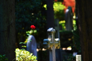 Una rosa nel cimitero acattolico